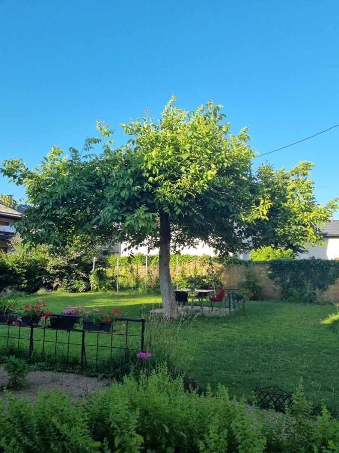 Camping Under The Walnut In Your Own Tent On A Shared Lot And Shared Bathroom Ljubljana Kültér fotó